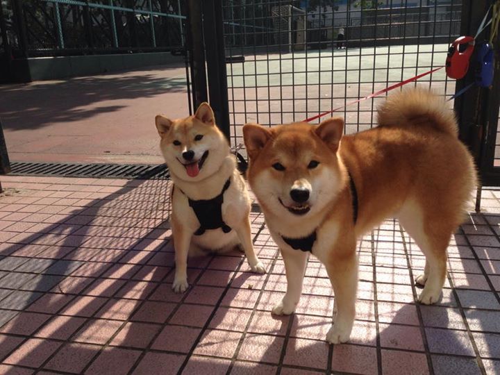 意甲裁判语义分析技术辅助VAR判罚的应用探索,足球var裁判